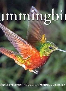 Hummingbirds